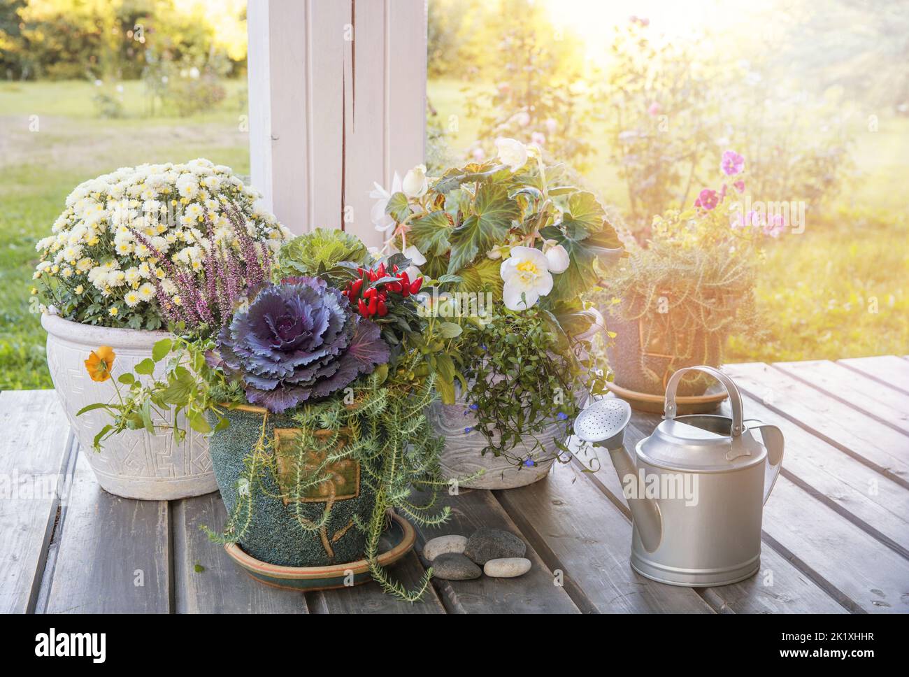 Hello autumn. Gardening concept. Terrace of a wooden house with autumn plants in large pots. Cozy open wooden veranda of the house. Stock Photo