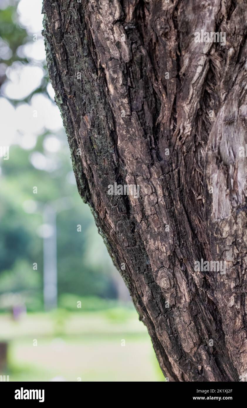 Selectively focused tree trunk close up shot with copy space Stock Photo