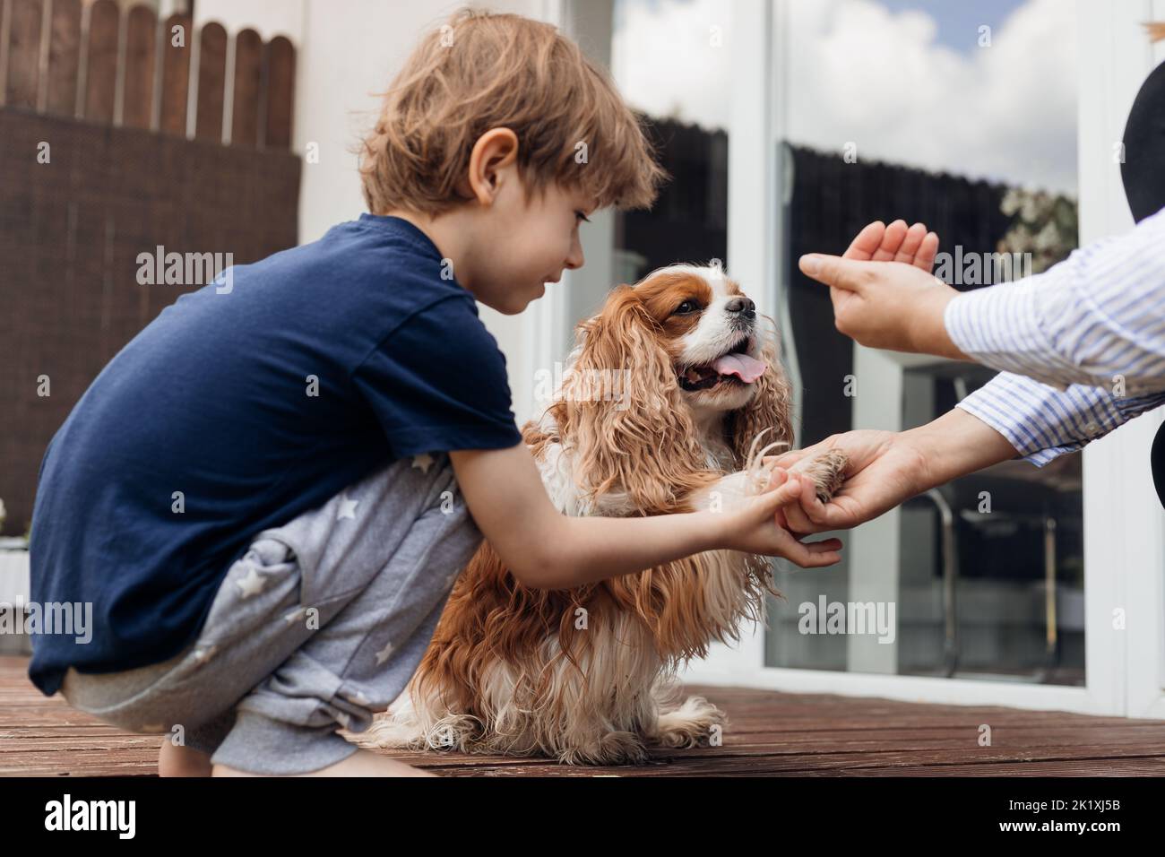 Side view little curious boy feed and training smart dog coker spaniel near house. Animal give paw to cropped woman hand Stock Photo