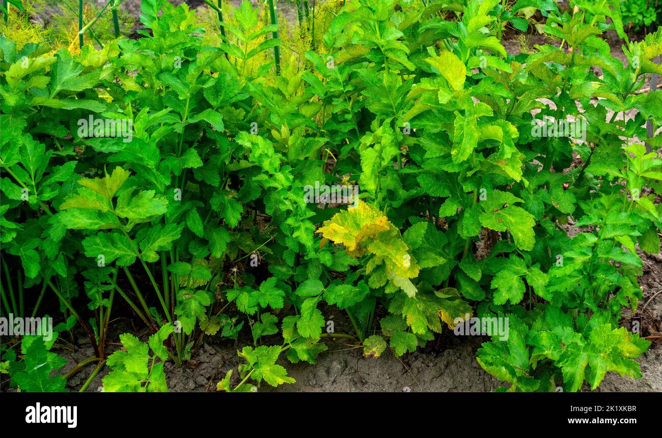 Leaves of Parsnip growing in a garden (Pastinaca sativa) Stock Photo