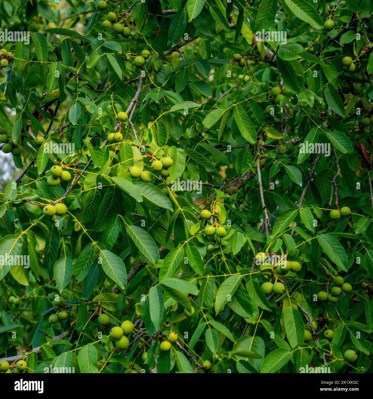 Close up of English Walnuts in a tree (Juglans regia) Stock Photo