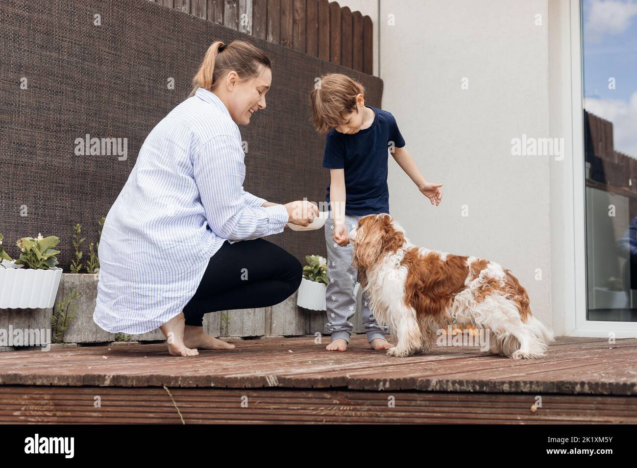 Mother, son feeding, training smart dog Cavalier King Charles coker spaniel near house. Obedience of commands and rules Stock Photo