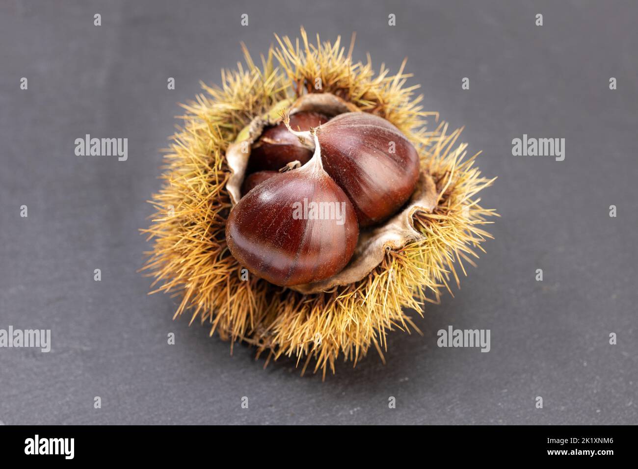 Open husk and sweet chestnuts inside isolated on gray slate background. Castanea sativa Stock Photo