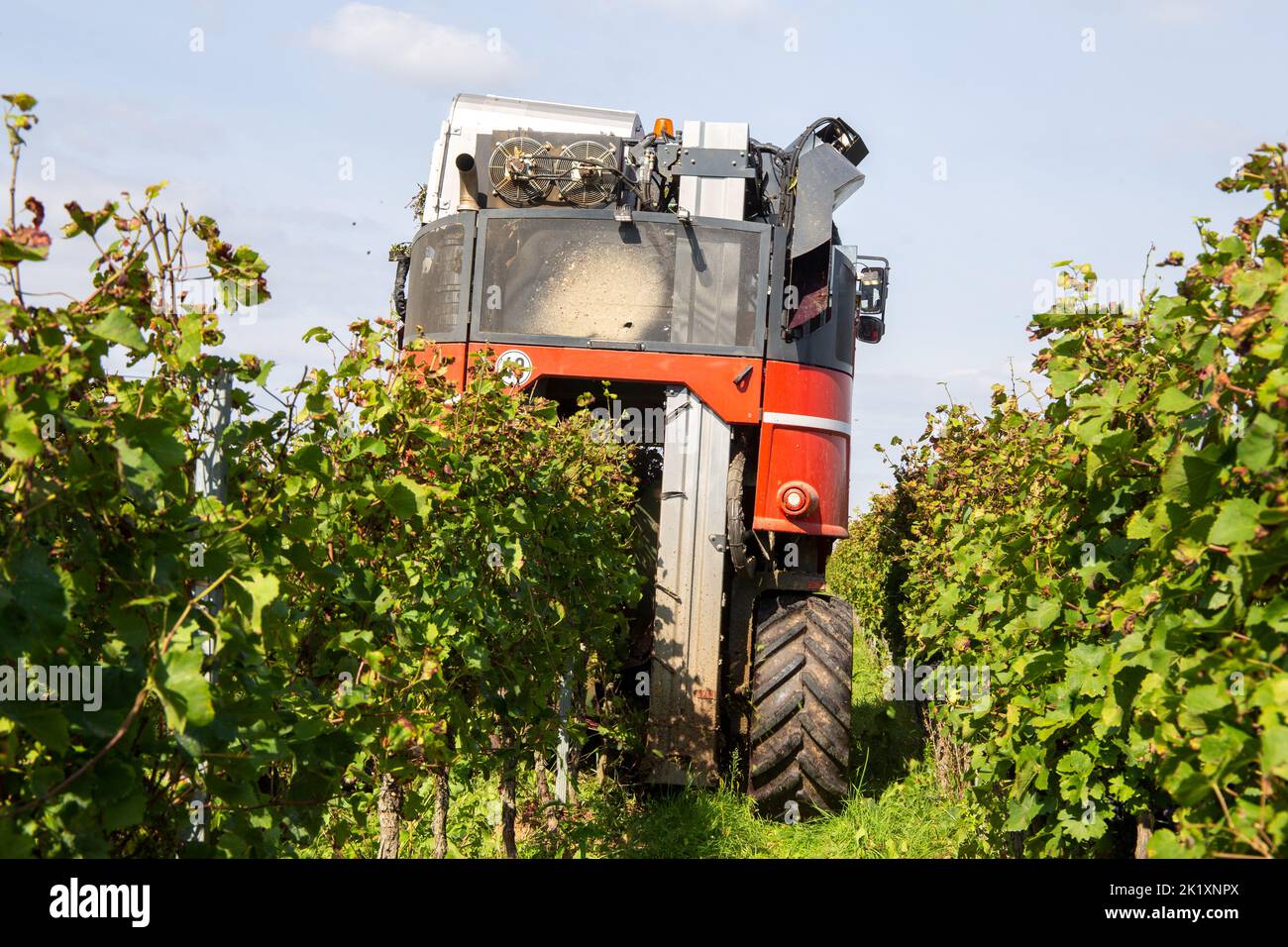 Grape harvest of red wine grapes (Germany) Stock Photo