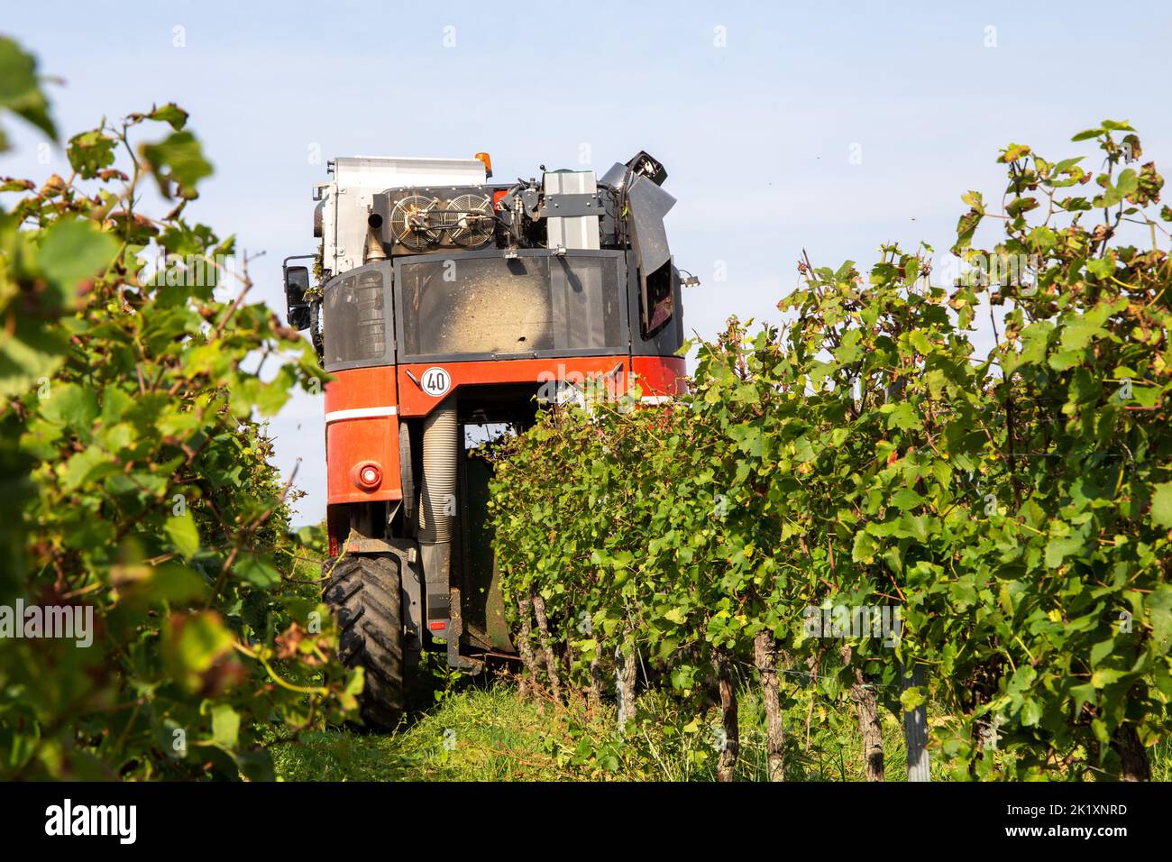 Grape harvest of red wine grapes (Germany) Stock Photo