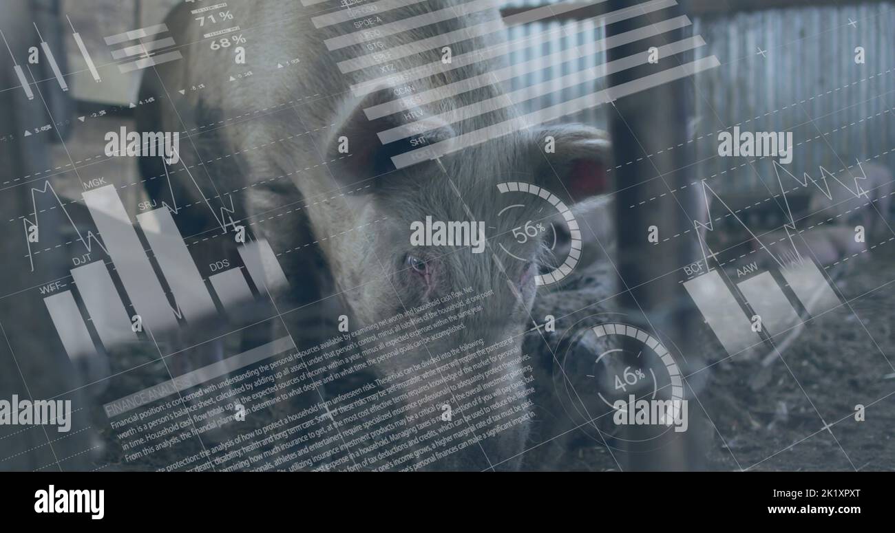 Image of financial data processing over pigs at farm Stock Photo - Alamy