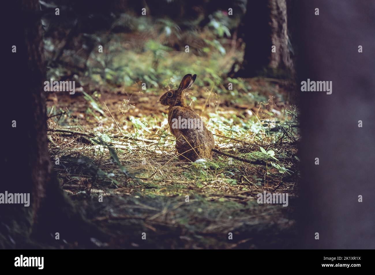 Korean Rabbit Korean hare hi-res stock photography and images - Alamy