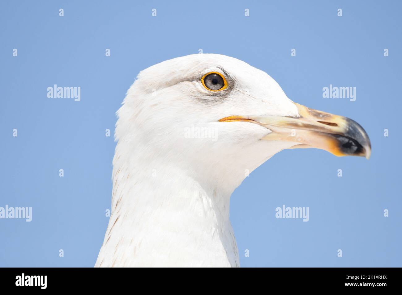 Armenian gull Stock Photo