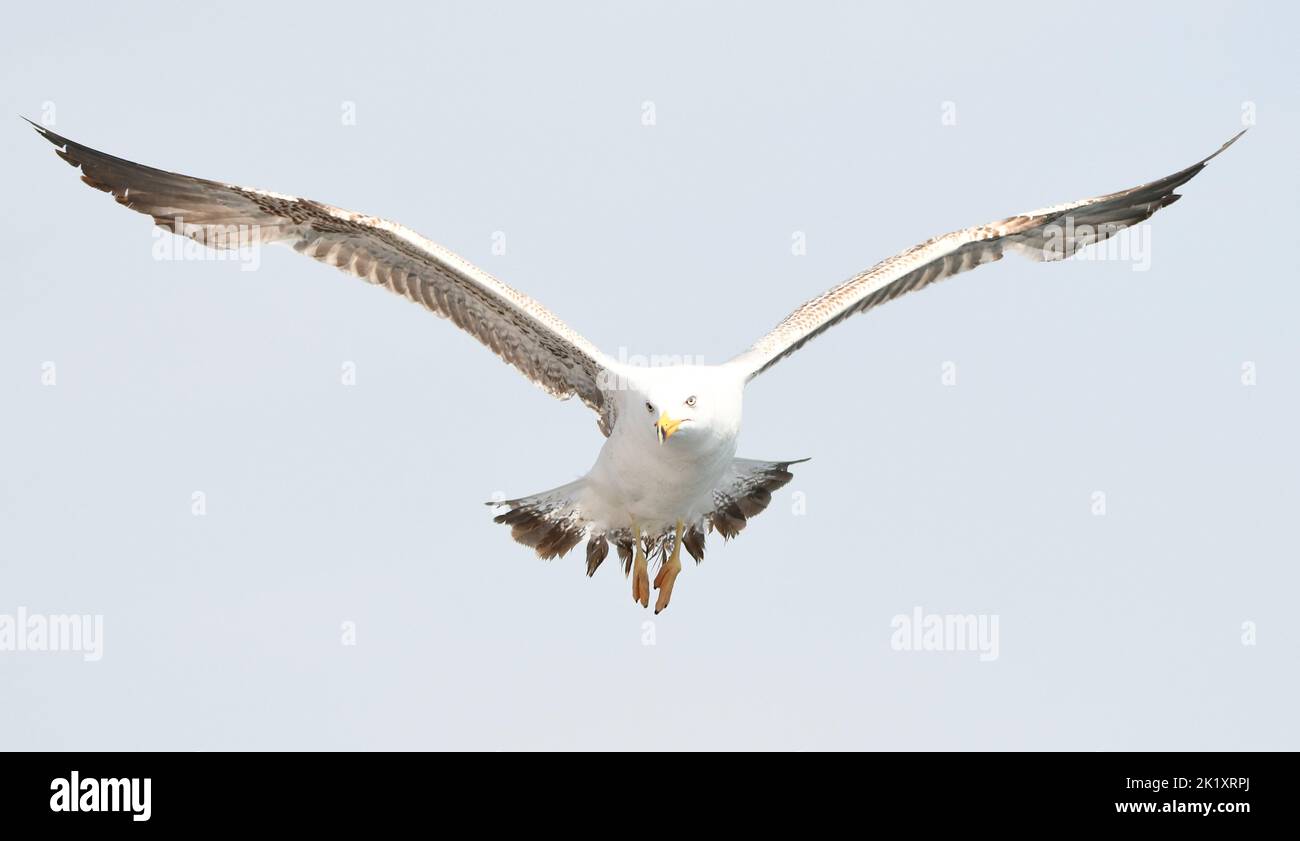 Armenian gull Stock Photo