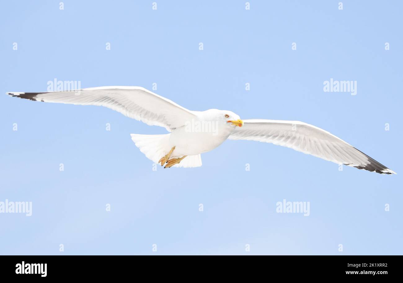 Armenian gull Stock Photo