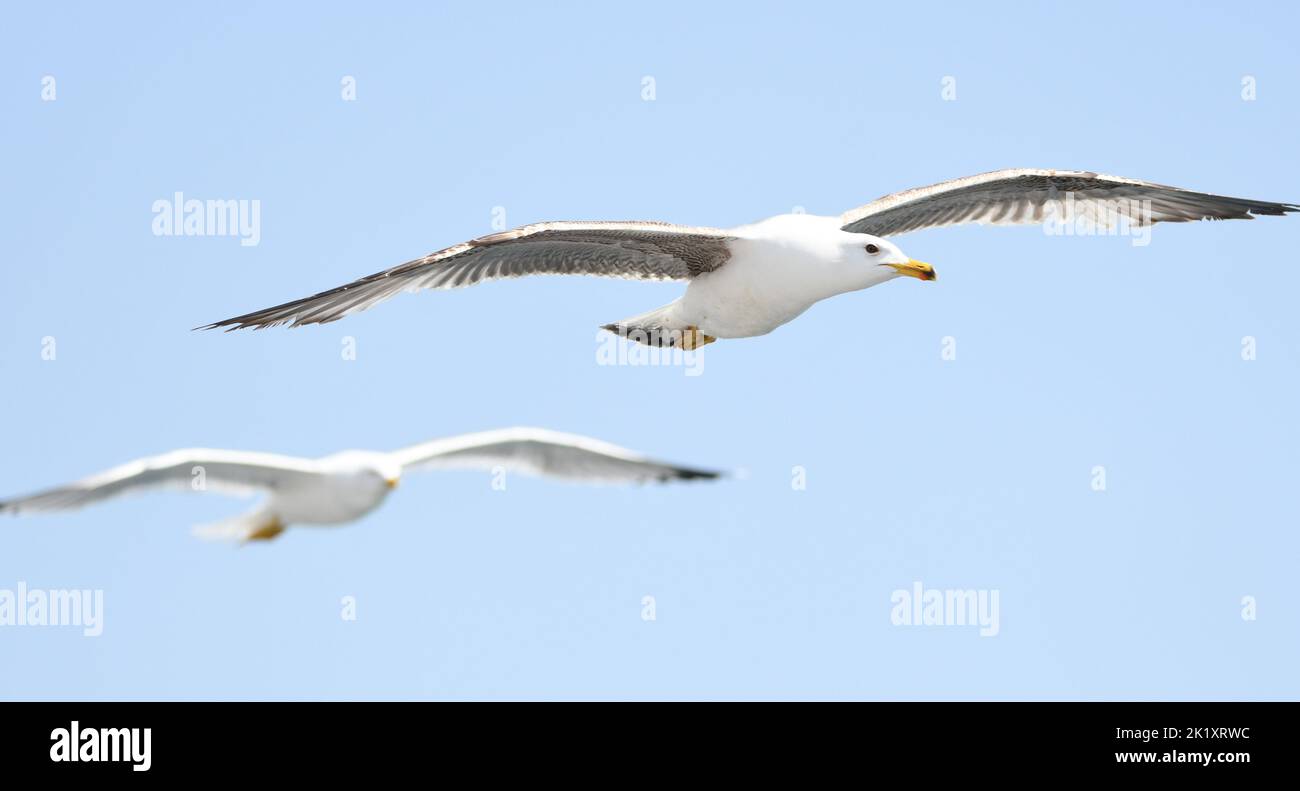 Armenian gull Stock Photo