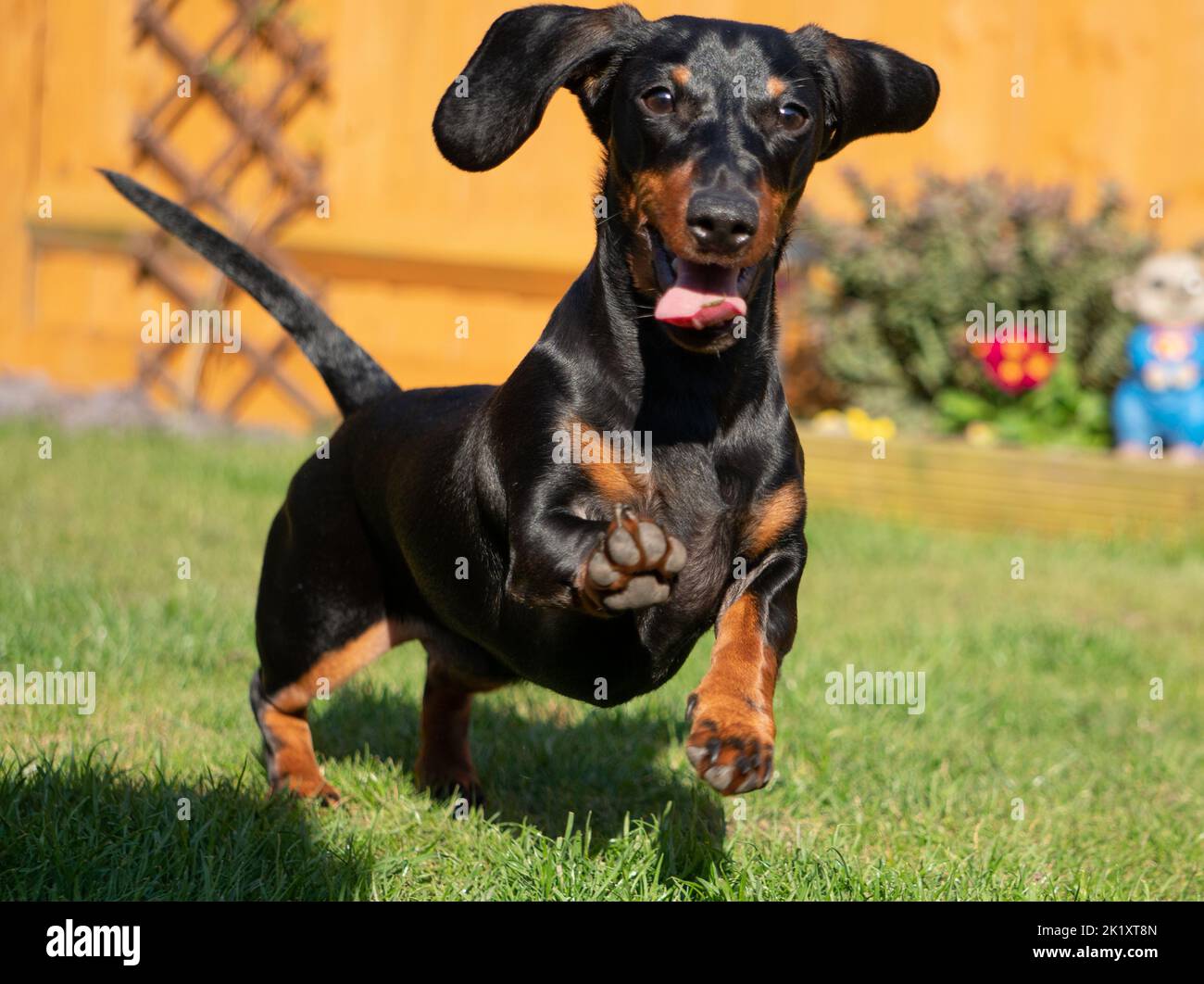 Happy Suasage dog Stock Photo