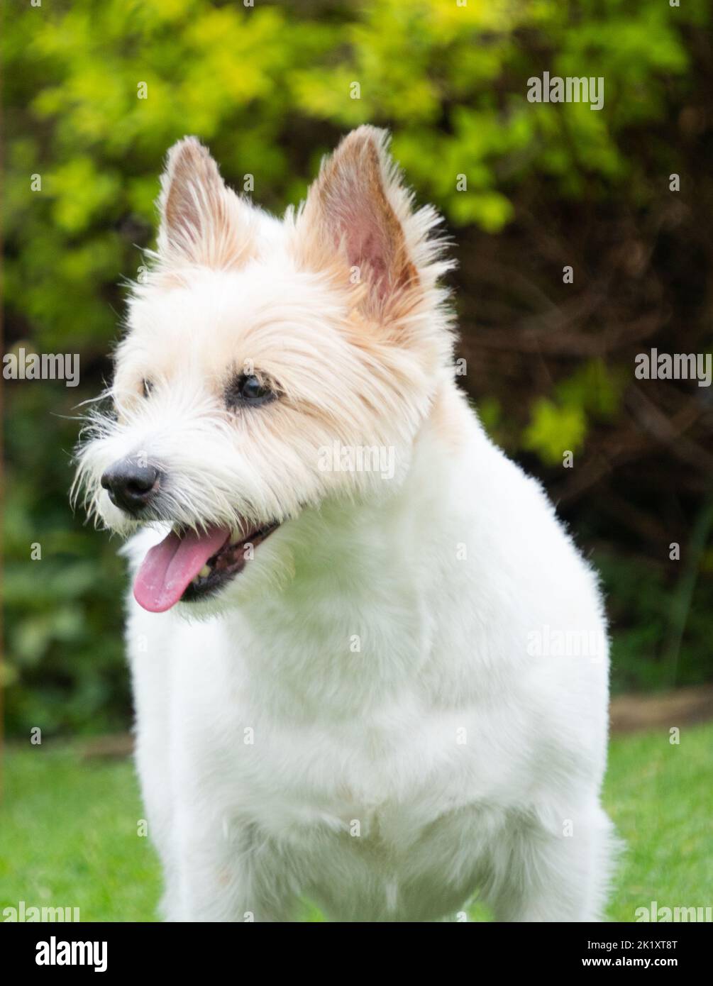 Westie dog in garden Stock Photo
