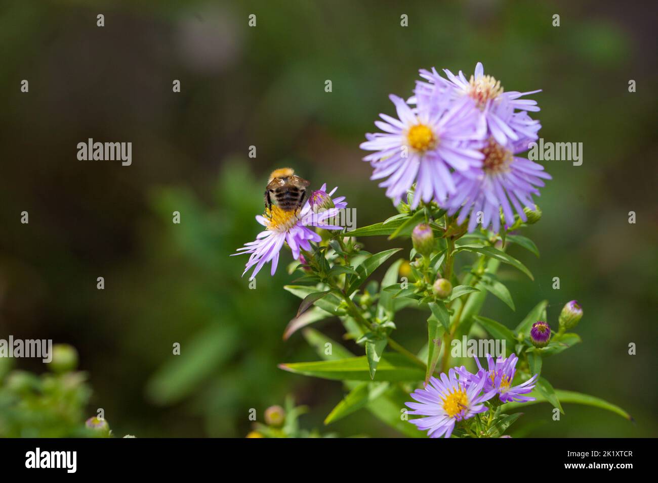 Natural Ecology and the threat of pesticide use concept  - Close-up of a Common Carder Bee, Bombus pascuorum foraging on wild aster flowers Stock Photo
