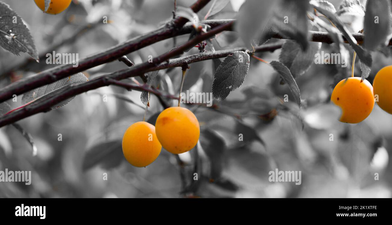 Juicy Ripening Cherry Plum fruits growing on a tree. Stock Photo