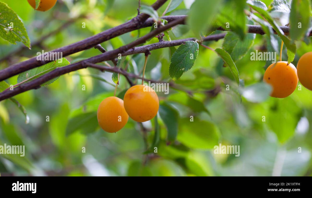 Juicy Ripening Cherry Plum fruits growing on a tree. Stock Photo