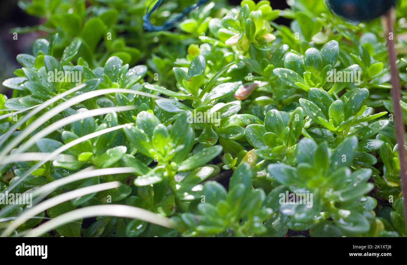 Lepidium sativum or L. sativum  freshly growing in a British Garden Stock Photo