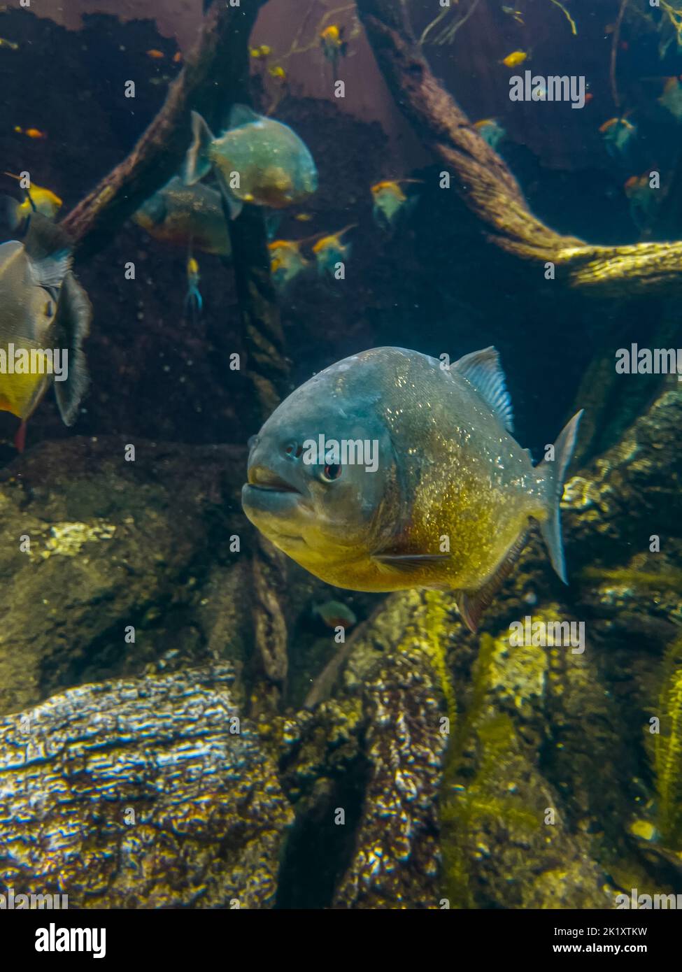 The most famous predatory river fish Piranha underwater. Dangerous