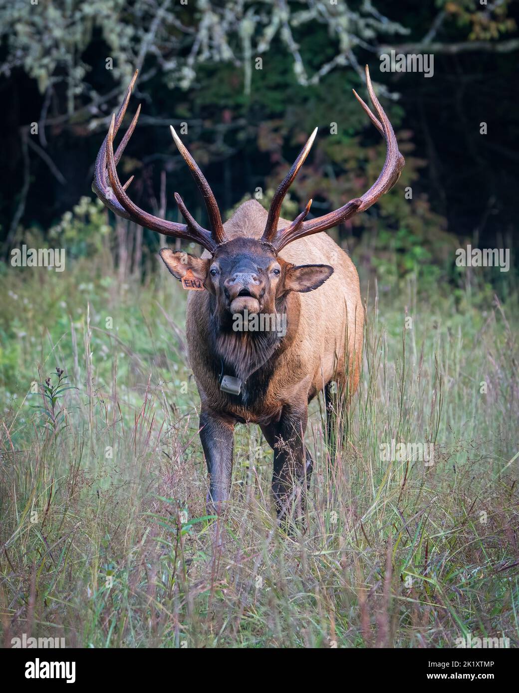 A Rocky Mountain bull elk bugling Stock Photo