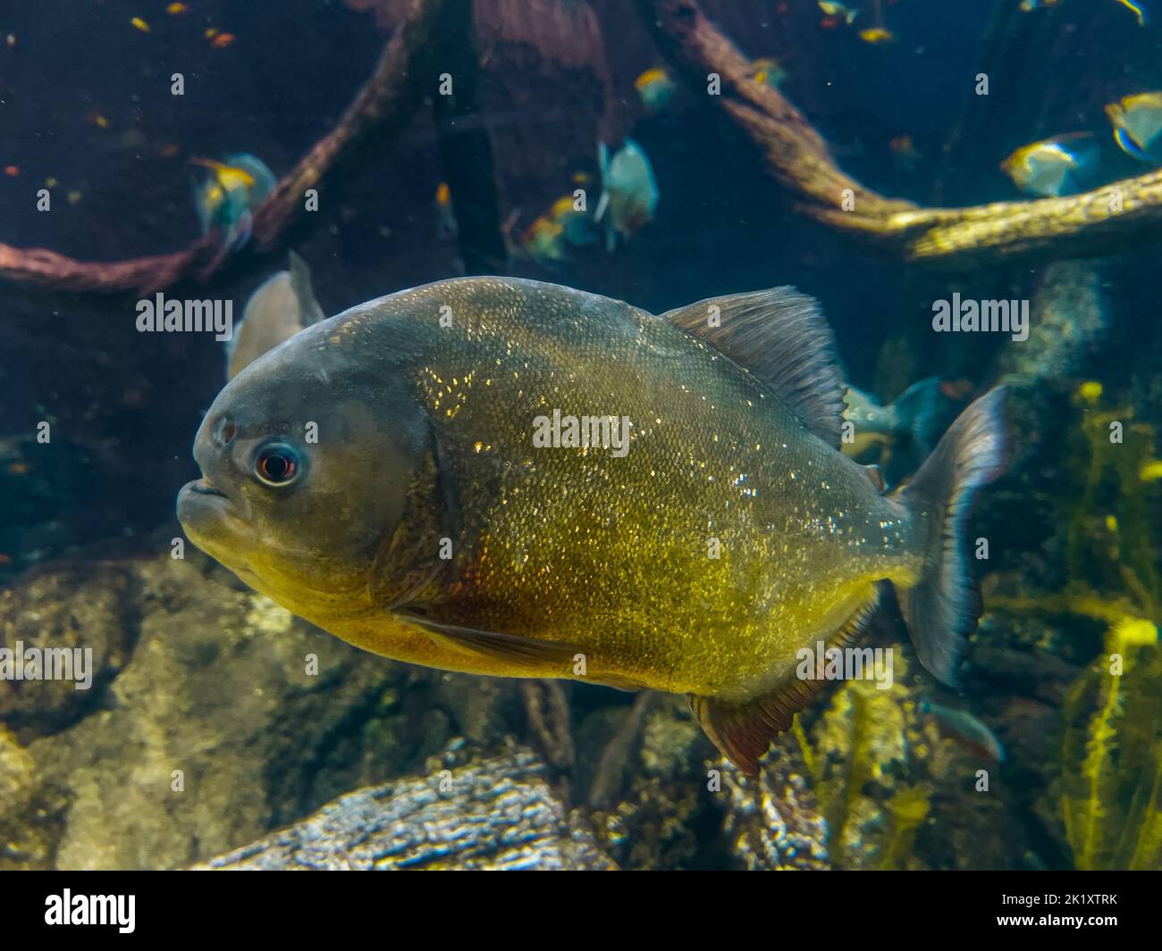 Underwater  river hi-res stock photography and images - Page 11 -  Alamy