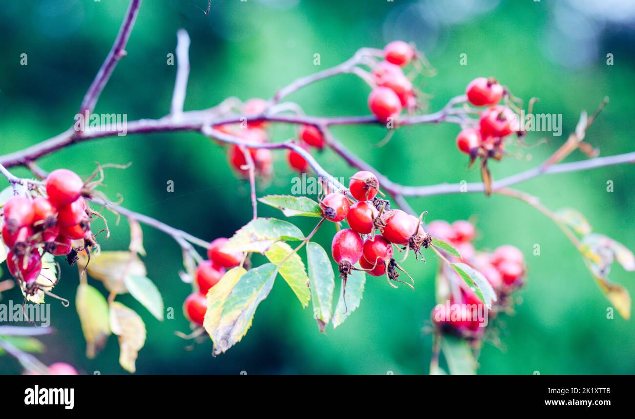 Seasonal Aspects - Close-up of Hawthorn Berries / Whitethorn / Thornapple/ Maytree / Hawberry / Crataegus Stock Photo