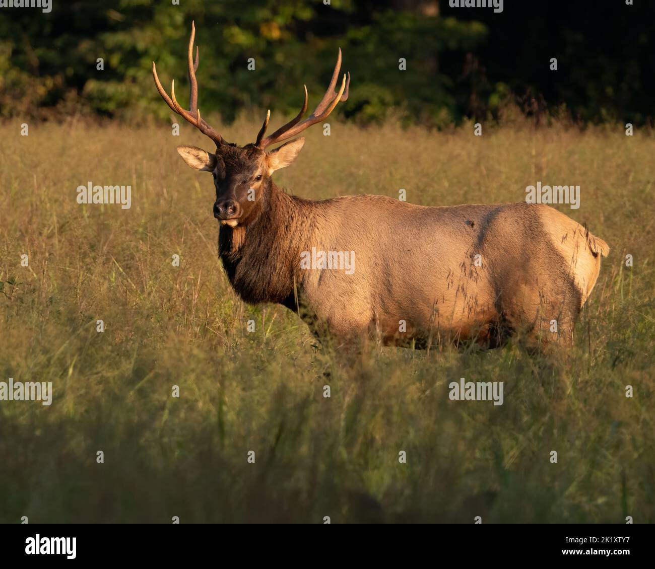 A bull elk in the early morning light. Stock Photo