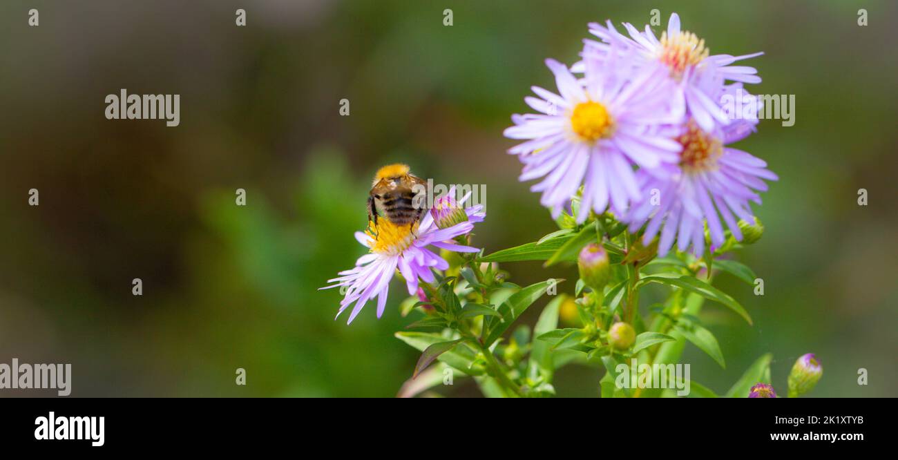 Natural Ecology and the threat of pesticide use concept  - Close-up of a Common Carder Bee, Bombus pascuorum foraging on wild aster flowers Stock Photo