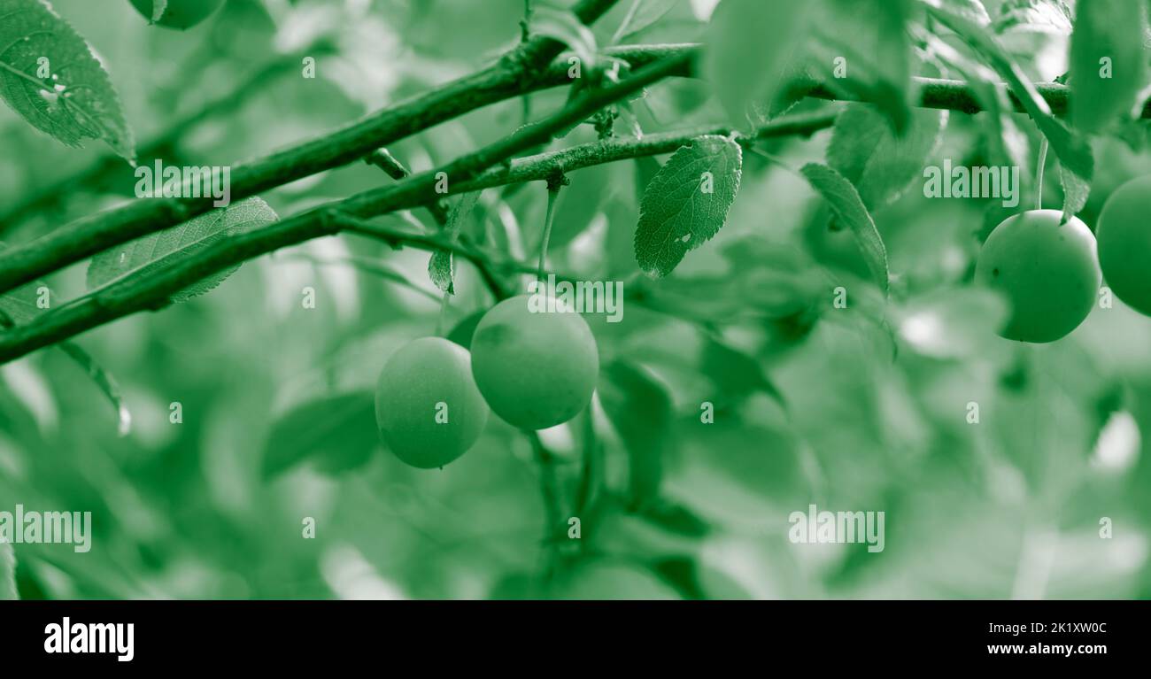 Wild Fruit Foraging - Fruit Growing on a living tree ( Green Tones) . Stock Photo