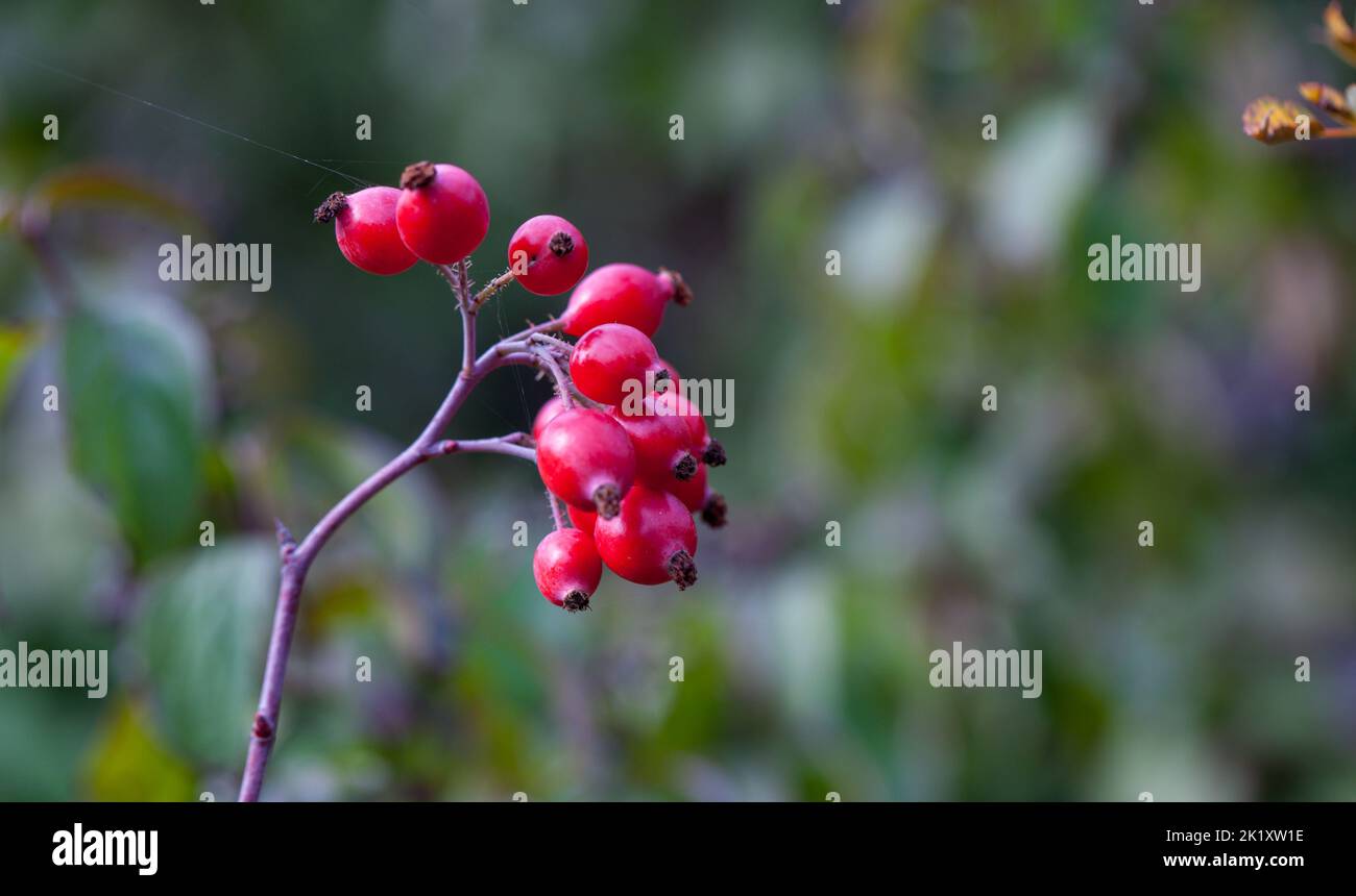 Seasonal Aspects - Close-up of Hawthorn Berries / Whitethorn / Thornapple/ Maytree / Hawberry / Crataegus Stock Photo