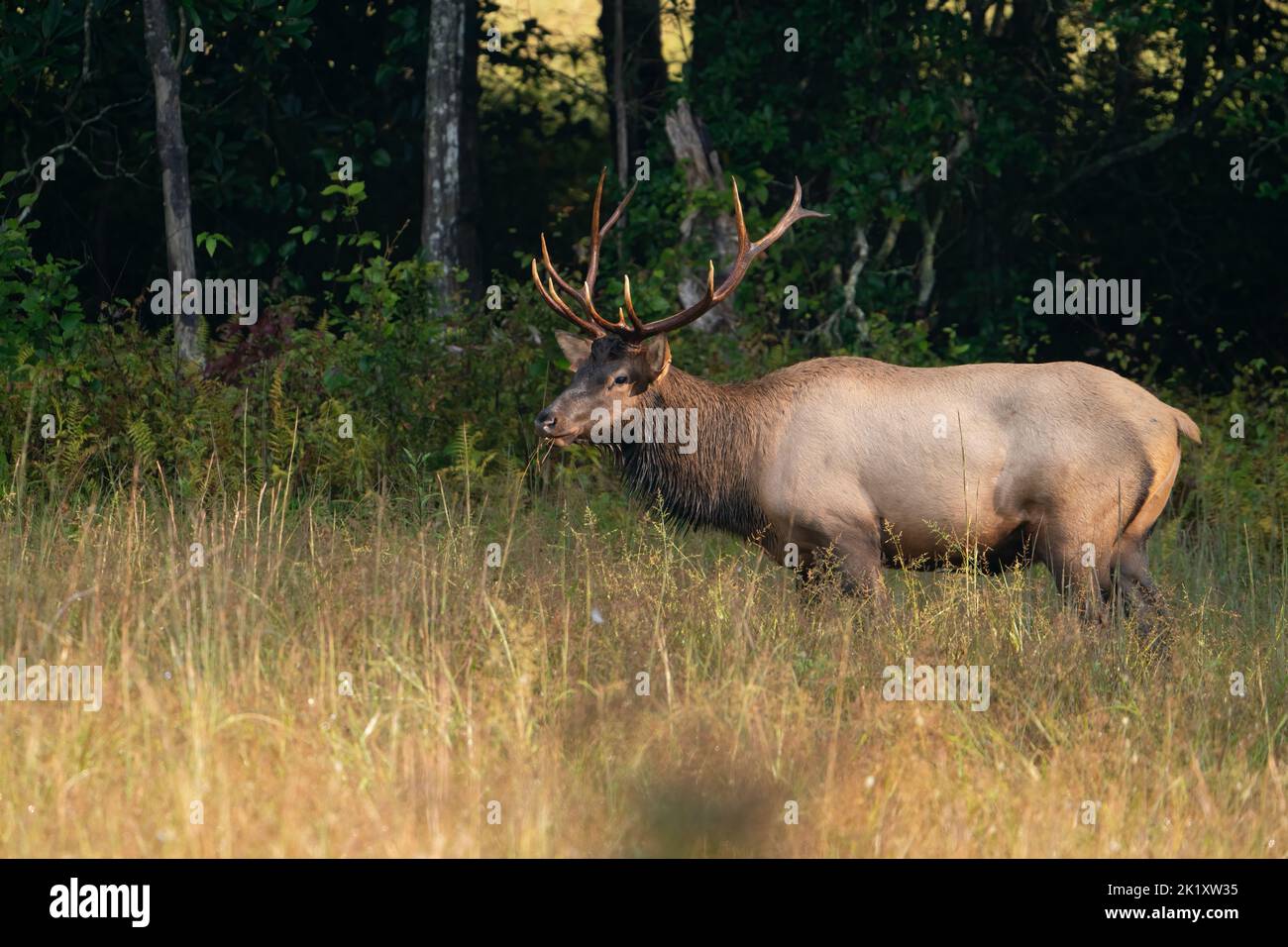 A rocky mountain bull elk. Stock Photo