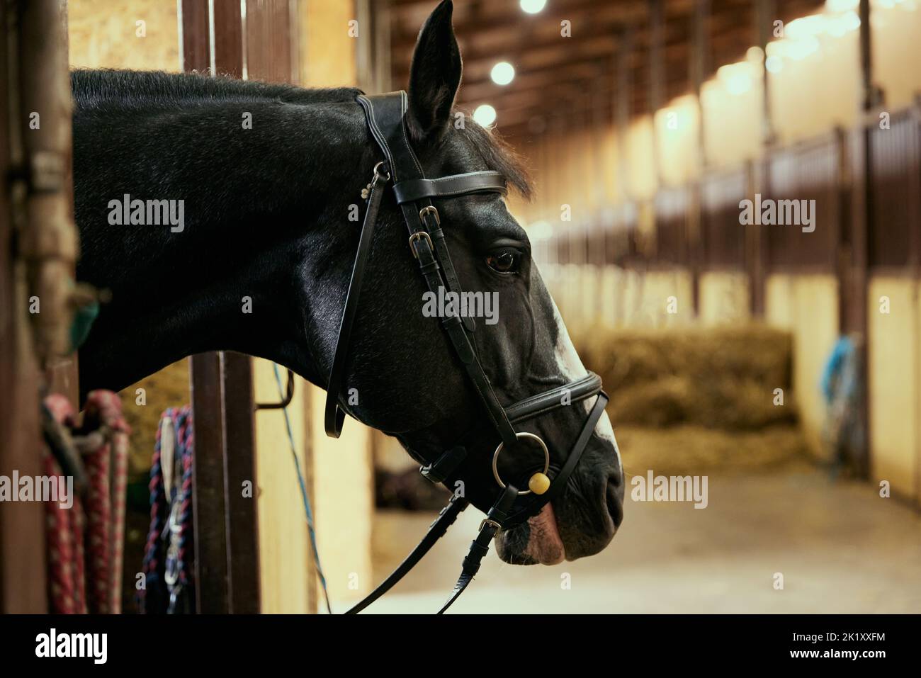 Closeup. Portrait of stunning black horse in paddock. Stock Photo