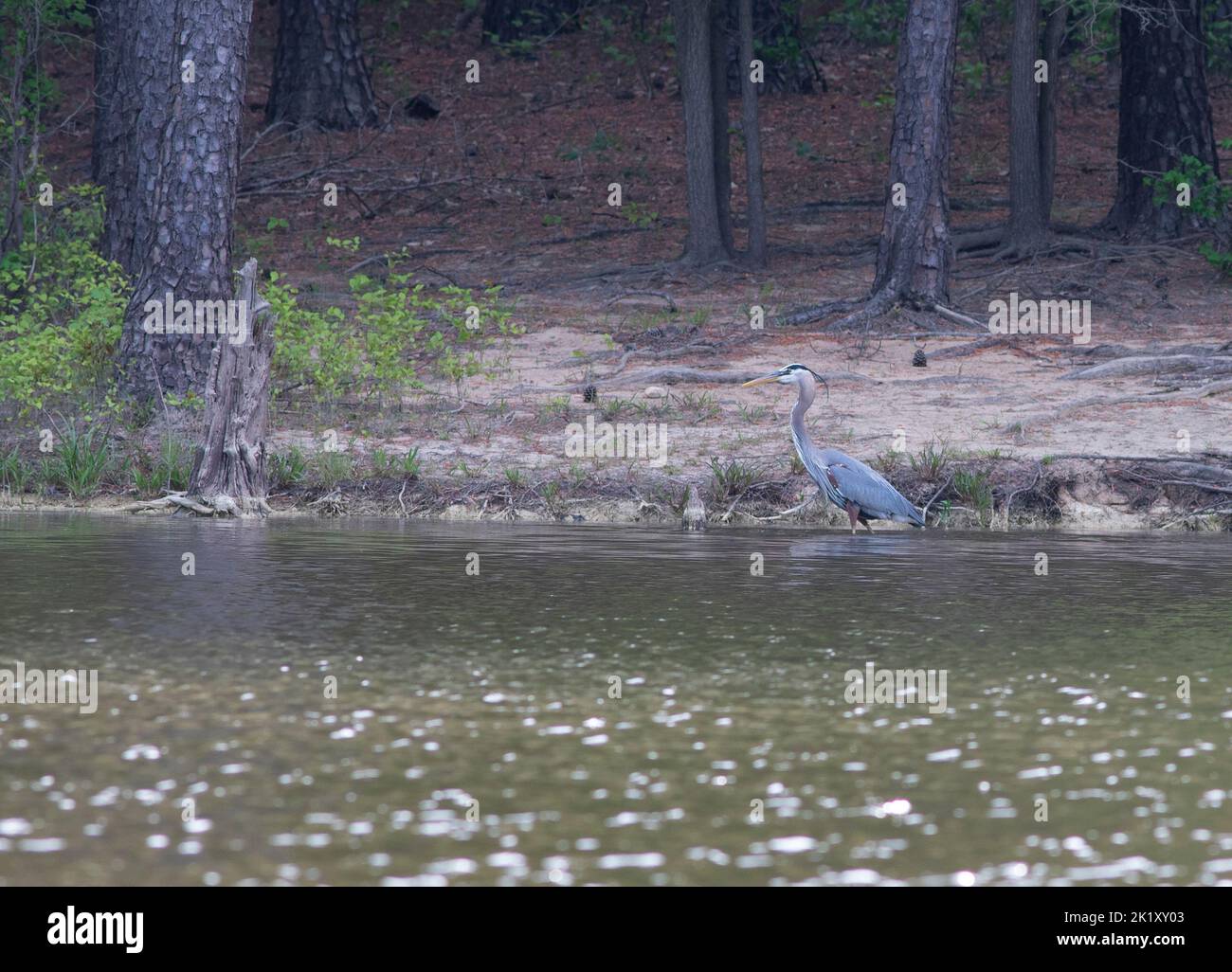 Great blue heron wading along the shore at Jordan Lake in North