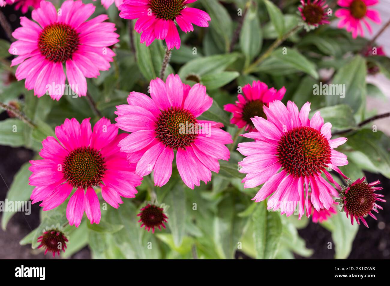 Echinacea “Sensation Pink” flowers in late summer, England, UK Stock Photo