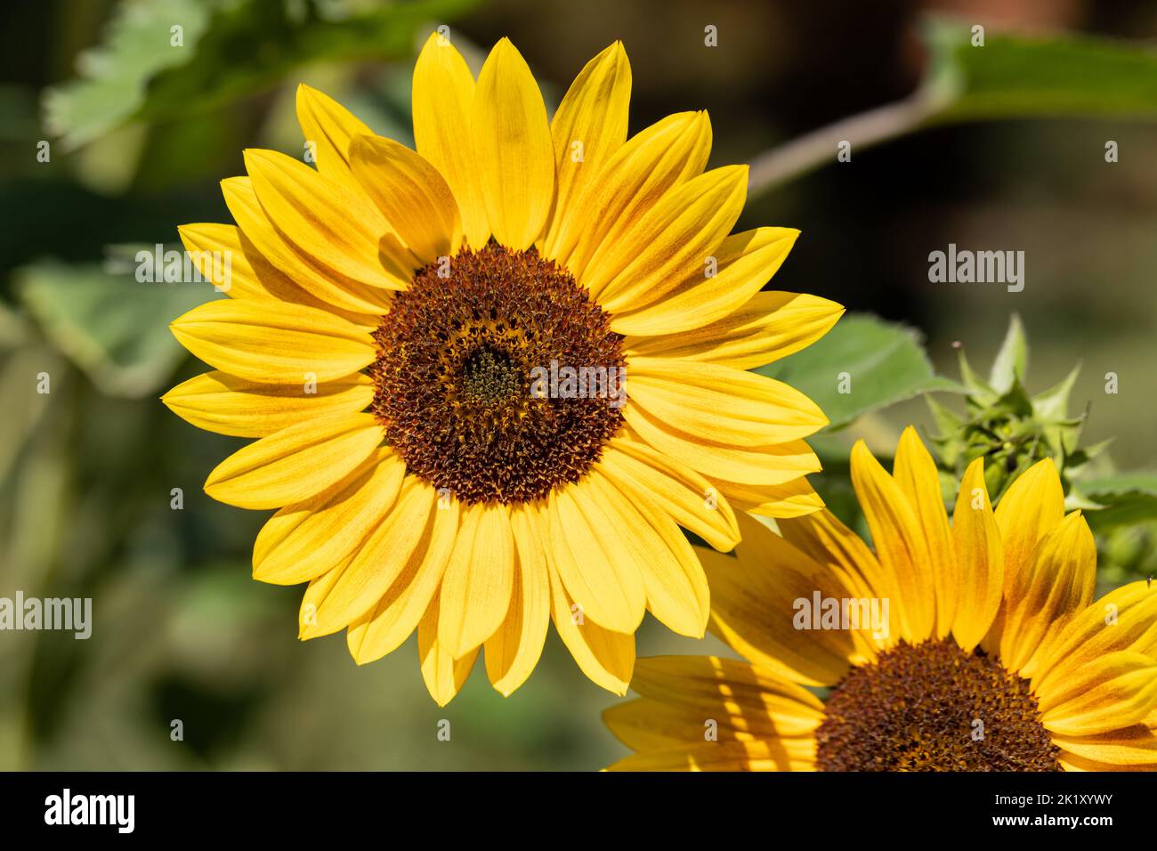 Common sunflowers, Helianthus annus closeup in late summer, England, UK Stock Photo
