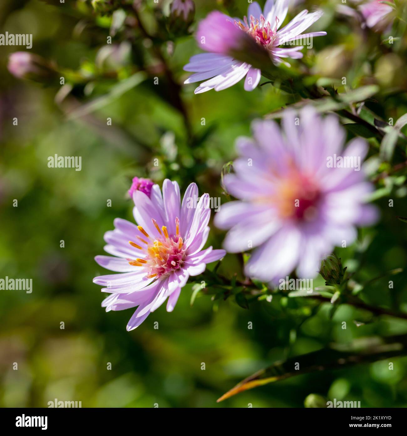Aster Small-Ness flowers closeup in early autumn, England, UK Stock Photo
