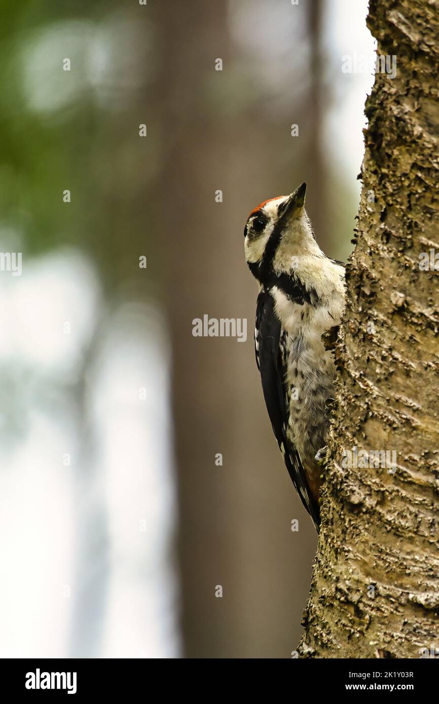 Great spotted woodpecker foraging in the forest on a tree with blurred background. Animal shot from nature Stock Photo