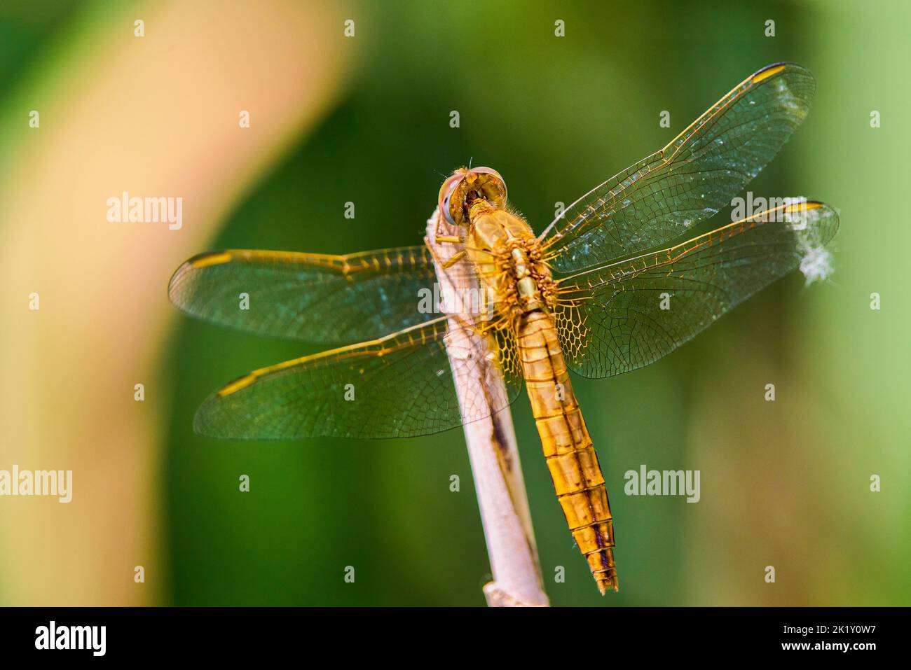 dragonfly sitting on a plant near a water Stock Photo - Alamy
