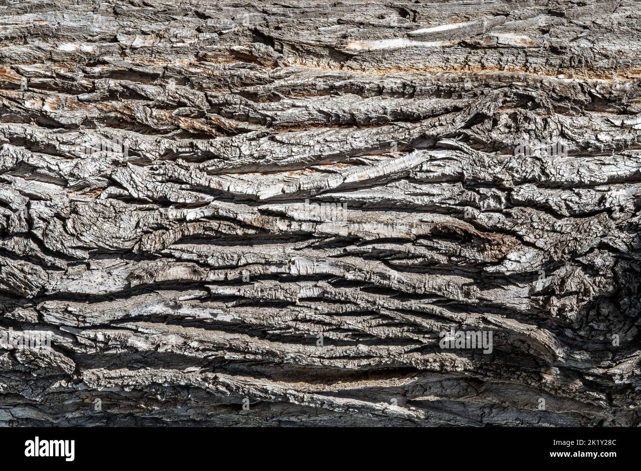 Texture of a dry tree bark of an old tree. Closeup tree bark background. High quality photo Stock Photo