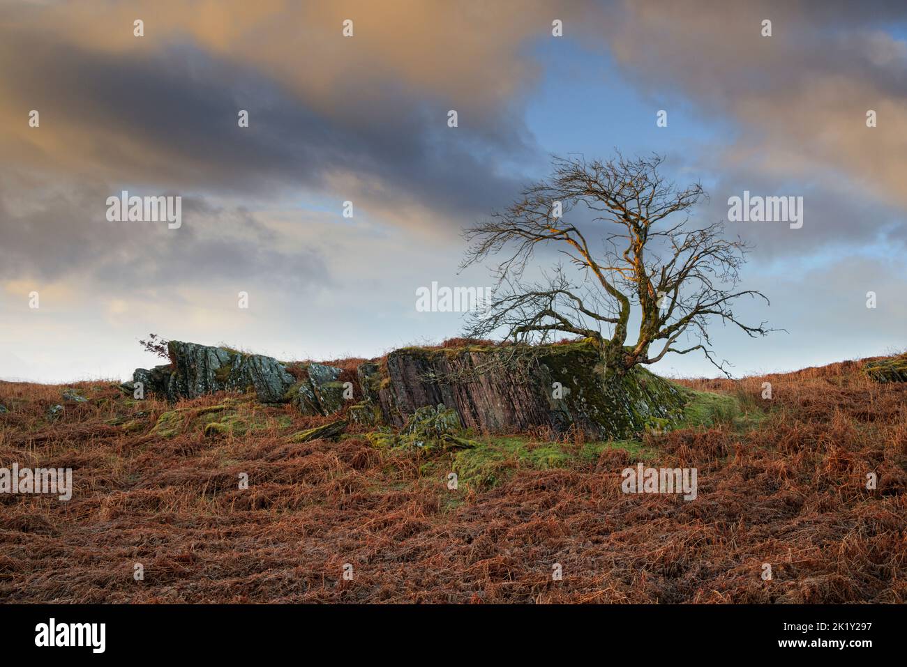Wind stunted tree growing on a rock outcrop in the Elan Valley, Mid Wales. Stock Photo