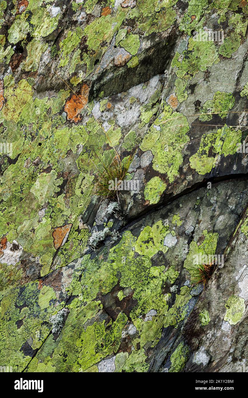 Patches of yellow green lichen on a sheer rock face in Cumbria, England. Stock Photo