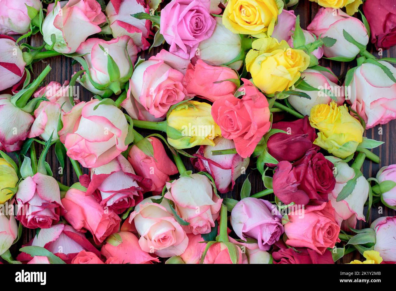 Fresh roses background, a lot vatiety of colors Stock Photo - Alamy