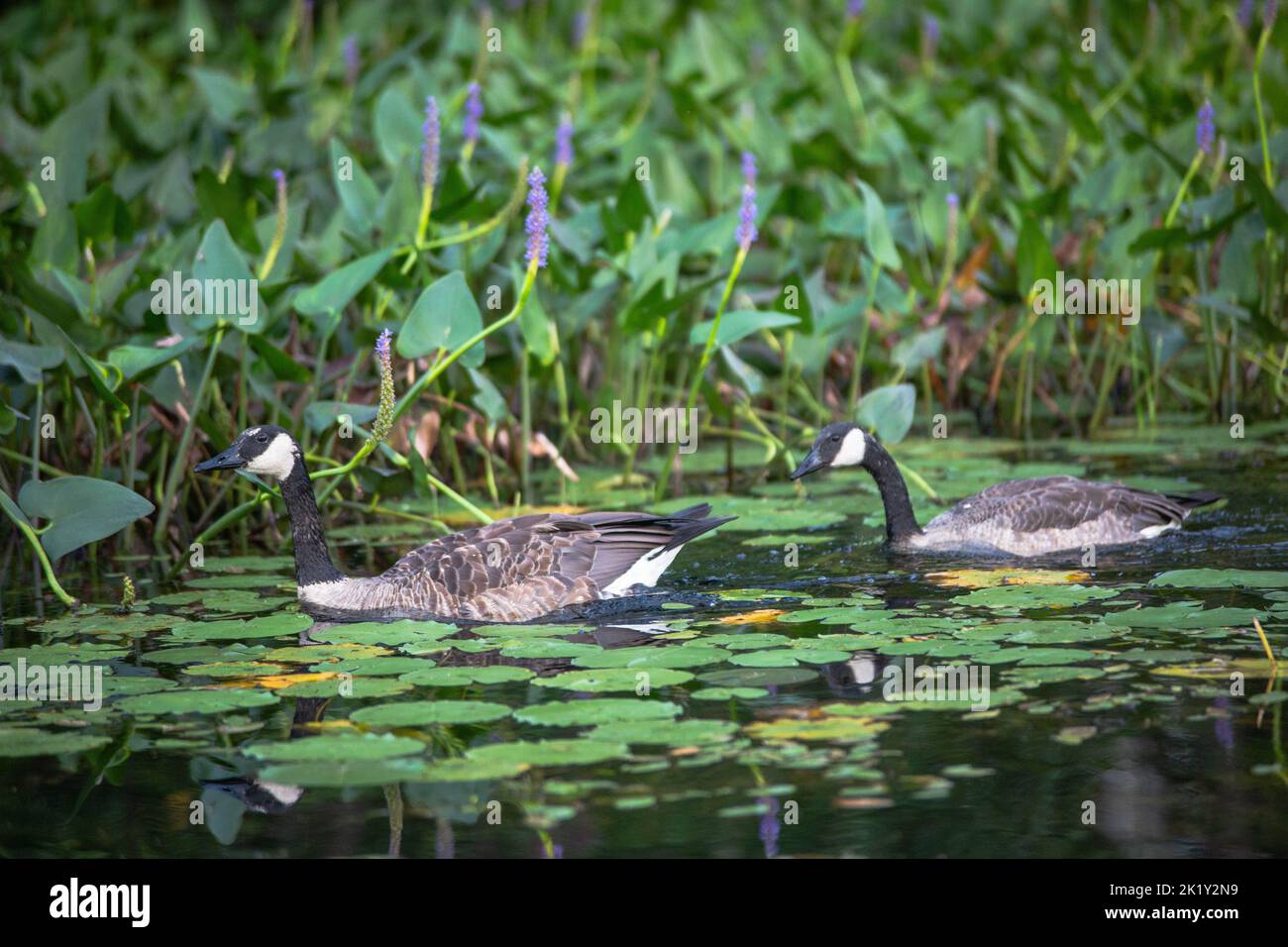 A pair of Canada geese, Branta canadensis captured swimming on a lake covered by lotus leaves Stock Photo