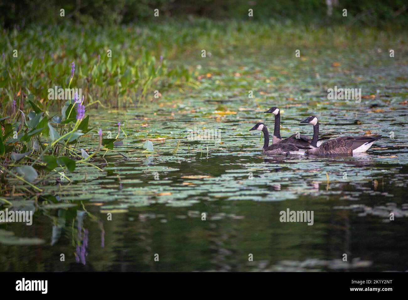 A flock of Canada geese, Branta canadensis captured swimming on a lake surrounded by vegetation Stock Photo