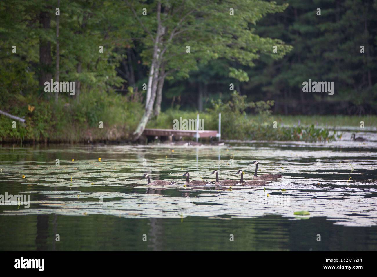 A flock of Canada geese, Branta canadensis captured swimming on a lake surrounded by vegetation Stock Photo