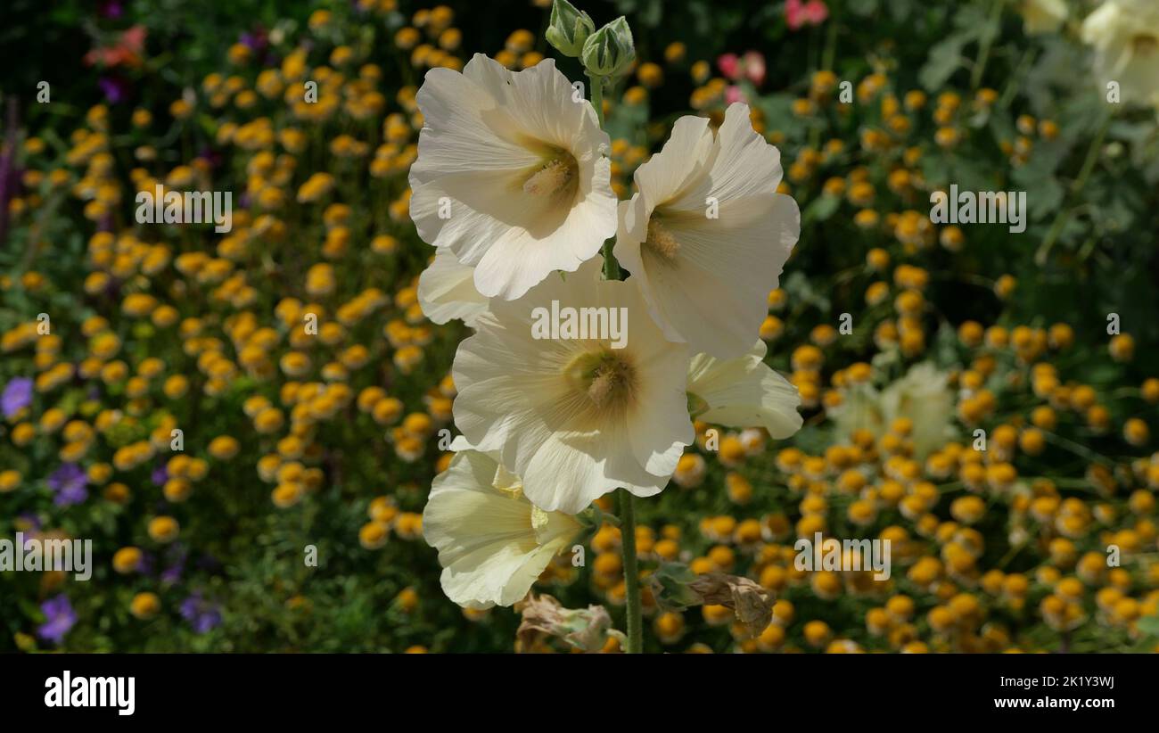 Soft cream or pale yellow hollyhock against colourful flower bed Stock Photo