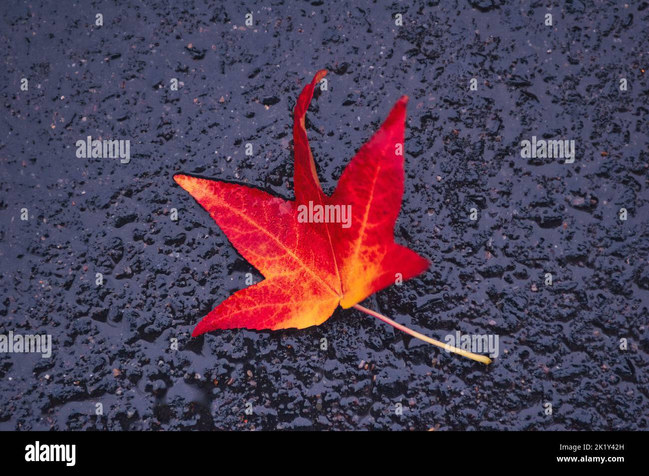 An isolated fallen leaf laid on a black concrete pavement Stock Photo ...
