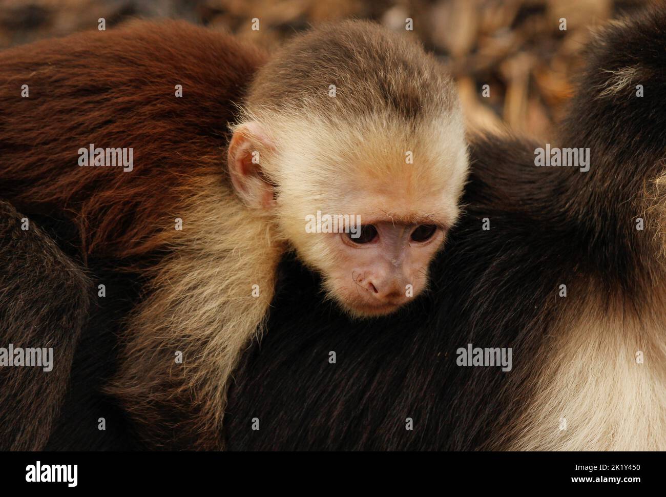A capuchin baby clings to its mother's back along the Costa Rican coast. A baby monkey portrait of unusual intimacy Stock Photo