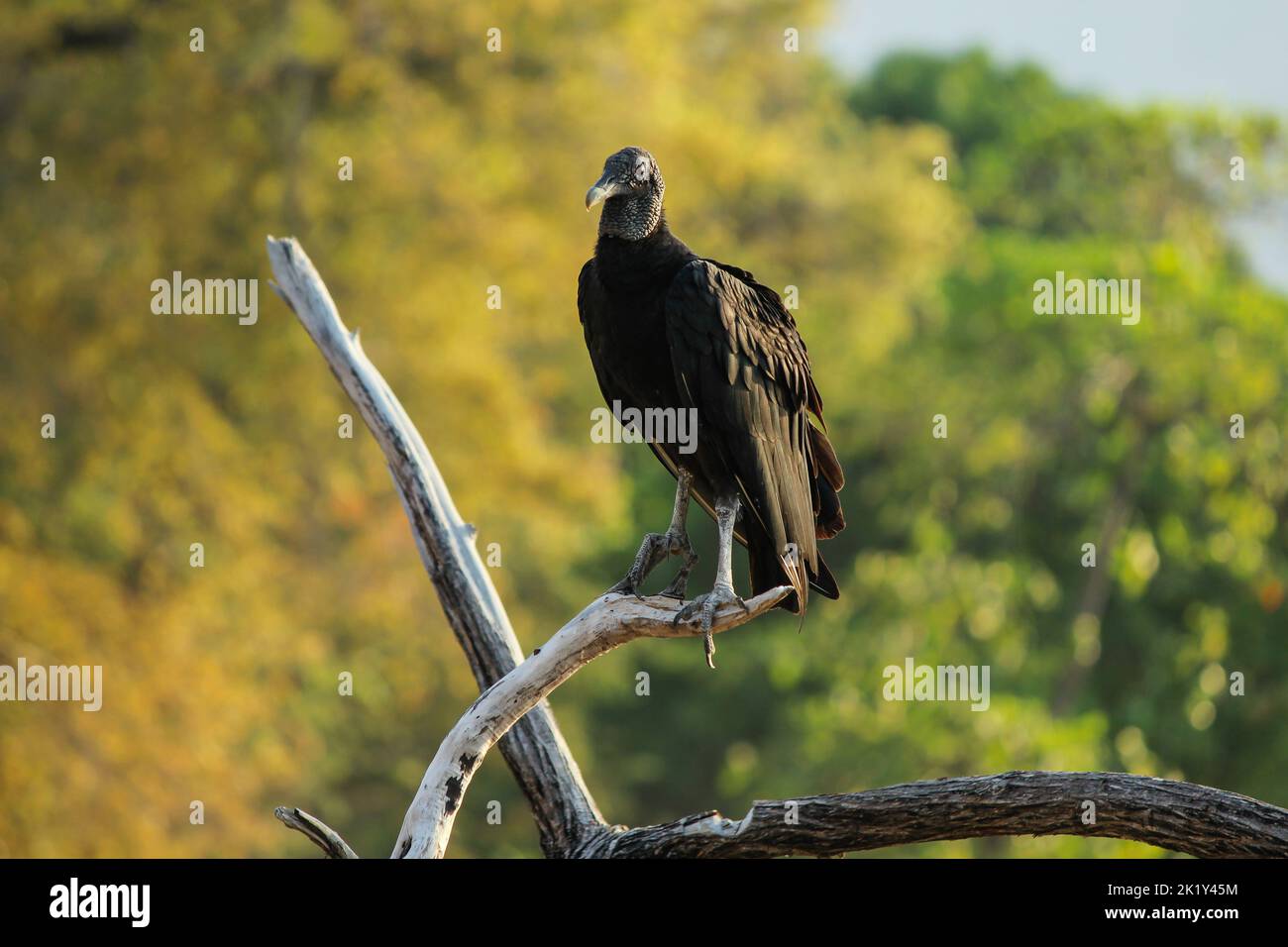 A black vulture perches on a dead tree on the beach in Guanacaste, Costa Rica. A vulture with a backdrop of golden trees. Stock Photo