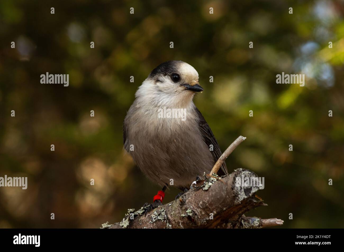A macro shot of a gray jay in the trees; also known as a Canada jay; large protruding eyes make the bird appear adorable. Stock Photo
