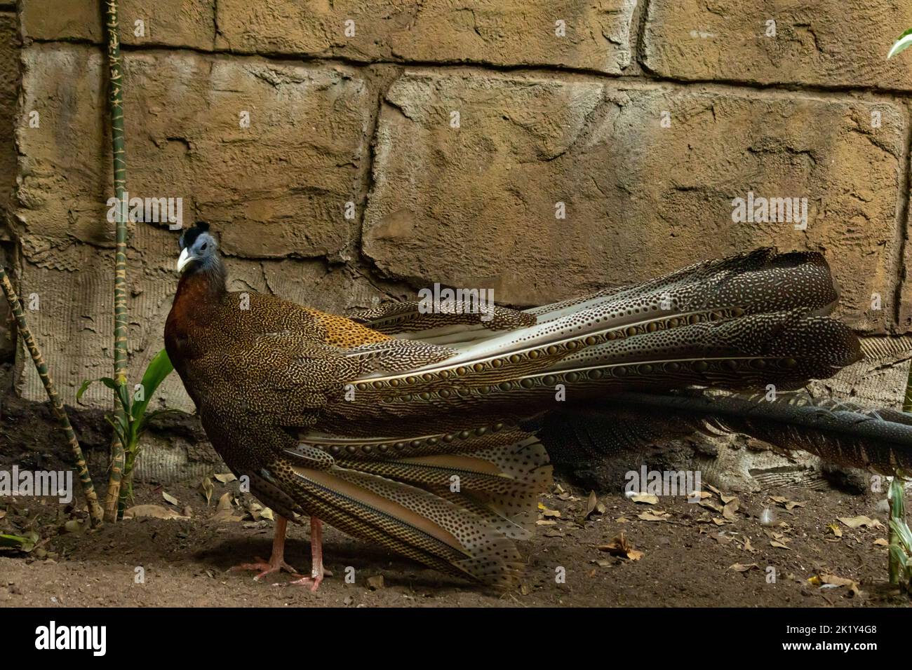 A great Argus pheasant strutting across the floor, with majestic and magnificent plumage Stock Photo